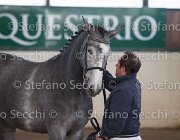 Berlin dei Folletti TosTour2013- S5 3023 : Arezzo, Arezzo Equestrian Centre, Berlin dei Folletti, Cavalli d'Italia, Toscana Tour 2013, foto di Stefano Secchi ©